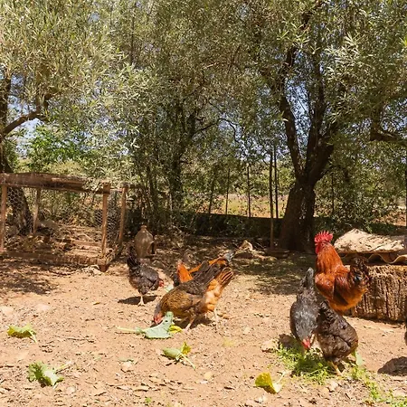 Dom wakacyjny Murtera- Traditional Country Manor House For 9 People 5 Bedrooms And 4 Bathrooms Near Sant Llorenc *