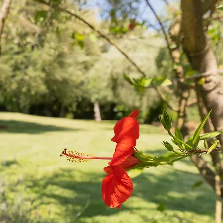 בית נופש Murtera- Traditional Country Manor House For 9 People 5 Bedrooms And 4 Bathrooms Near Sant Llorenc