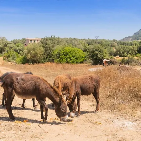Murtera- Traditional Country Manor House For 9 People 5 Bedrooms And 4 Bathrooms Near Sant Llorenc בית נופש